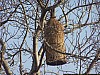 J02_100_3655_Teriya_Bugu.jpg