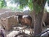 J02_100_3707_San_vers_Djenne.jpg