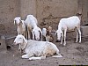 J03_100_3771_Djenne.jpg