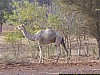J03_100_3844_Djenne_vers_Nando.jpg