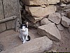 J04_100_3905_Niongono.jpg