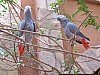J04_100_3926_Nando_vers_Koundou.jpg