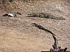 J04_100_3949_Nando_vers_Koundou.jpg