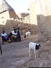 J05_100_4004_Sangha.jpg