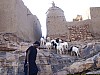 J05_100_4009_Sangha.jpg