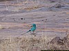 J06_100_4017_Sangha_vers_Mopti.jpg