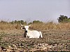 J07_100_4166_Segou.jpg
