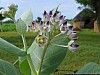 J_02_100_1310_MANDAWA_BIKANER.jpg