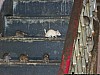 J_02_100_1448_MANDAWA_BIKANER.jpg