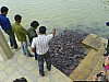 J_04_100_1655_JAISALMER.jpg