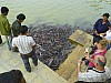 J_04_100_1656_JAISALMER.jpg