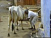 J_04_100_1767_JAISALMER.jpg