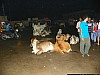 J_04_100_1812_JAISALMER.jpg