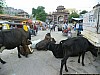 J_05_100_2076_JAISALMER_JODHPUR.jpg