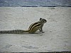 J_07_100_2534_KUMBALGARH_UDAIPUR.jpg