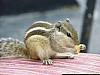 J_07_100_2544_KUMBALGARH_UDAIPUR.jpg