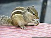 J_07_100_2545_KUMBALGARH_UDAIPUR.jpg