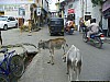 J_08_100_2668_UDAIPUR_JAIPUR.jpg