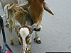 J_08_100_2698_UDAIPUR_JAIPUR.jpg