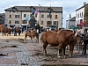 100_8708_Chateauneuf_de_Randon_09_2008.JPG 100_8708_Chateauneuf_de_Randon_09_2008.JPG