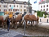 100_8713_Chateauneuf_de_Randon_09_2008.JPG 100_8713_Chateauneuf_de_Randon_09_2008.JPG