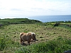 J+1_100_9963_Pointe_St_Mathieu.JPG J+1_100_9963_Pointe_St_Mathieu.JPG